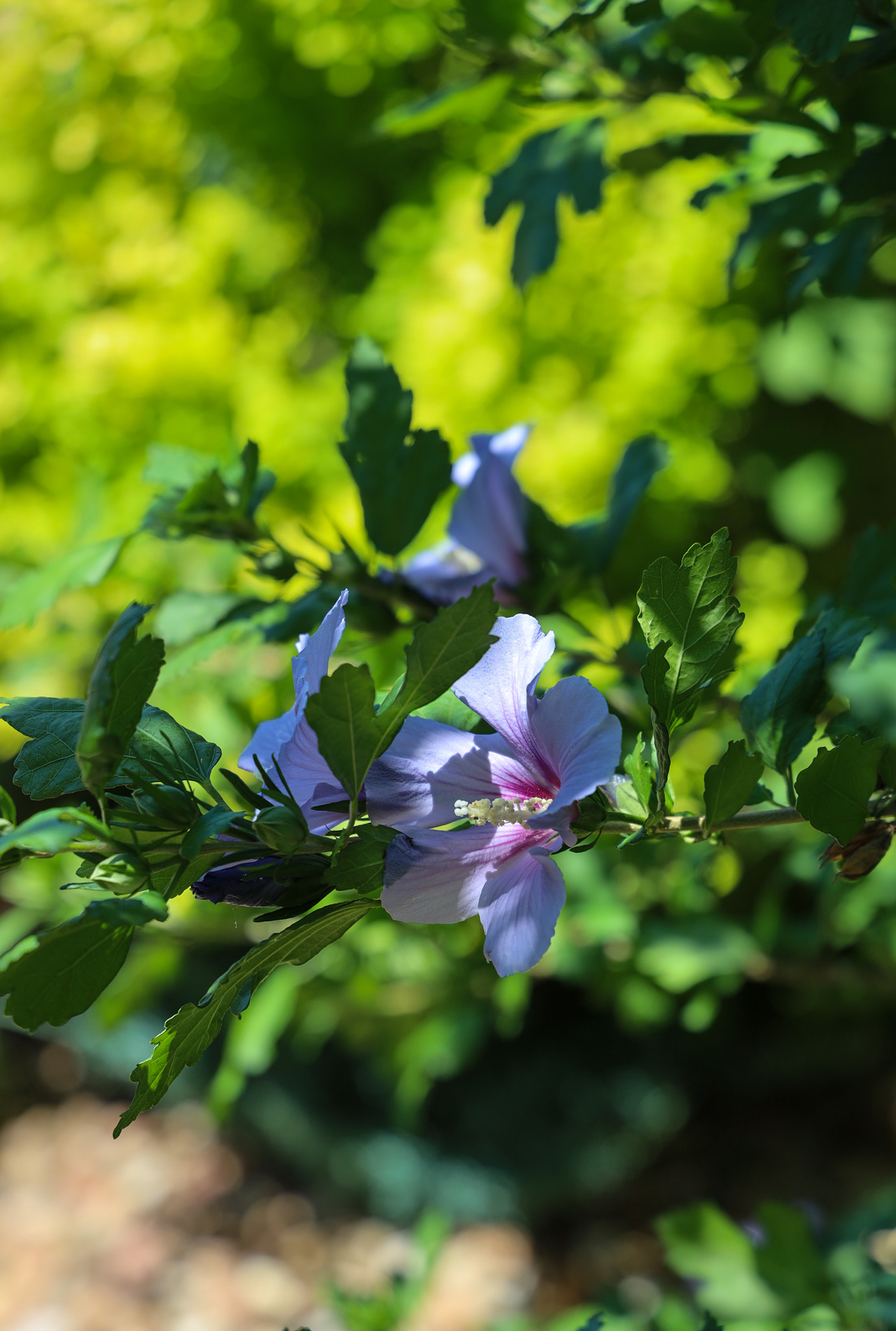 Purpleish/blueish flowers
