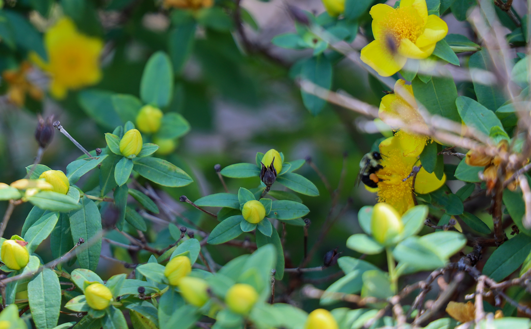 Yellow flowers up close