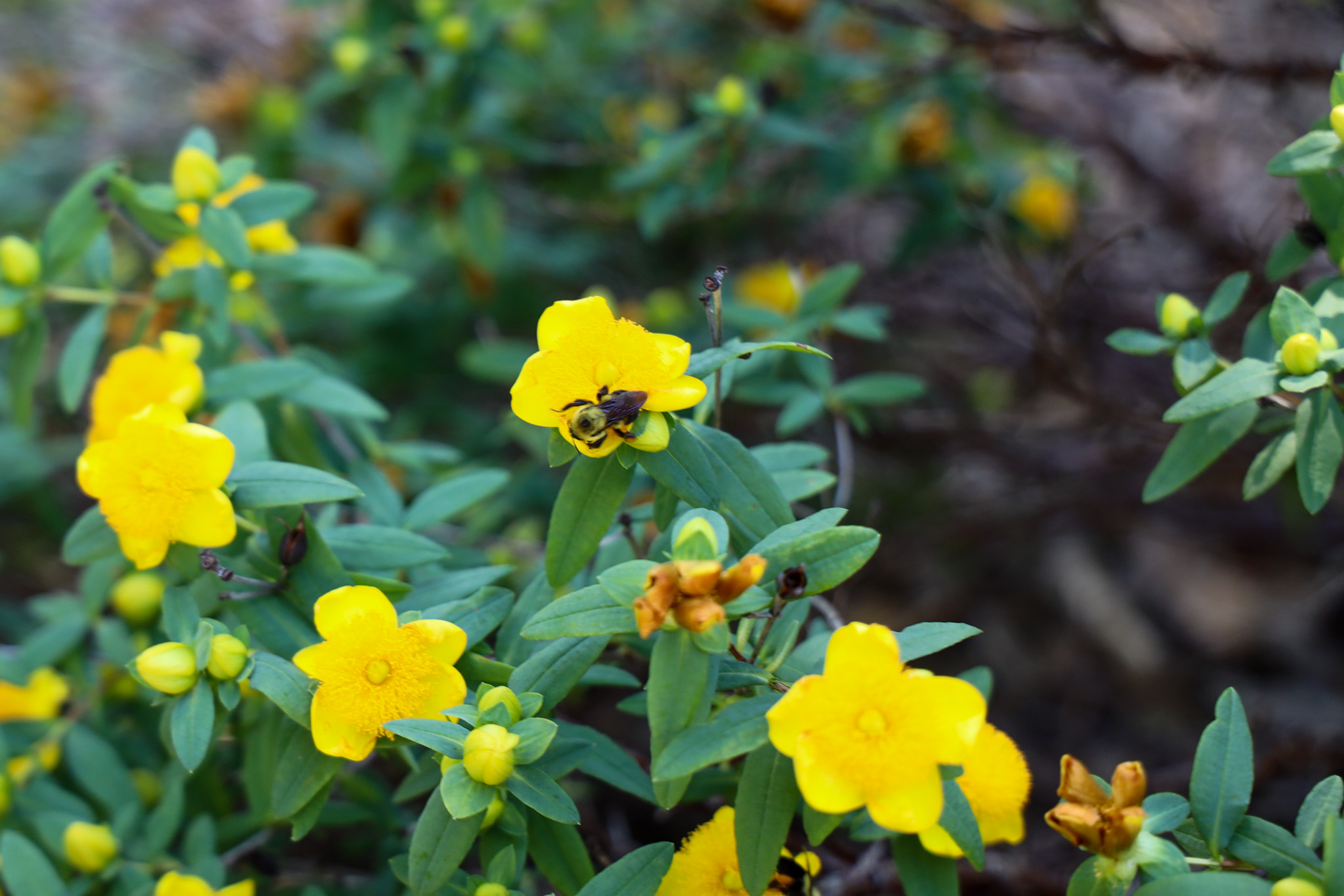 Yellow flowers up close
