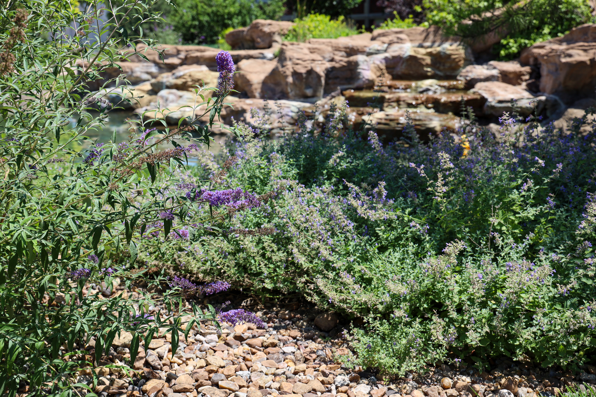 Flowers and shrubs around small pond