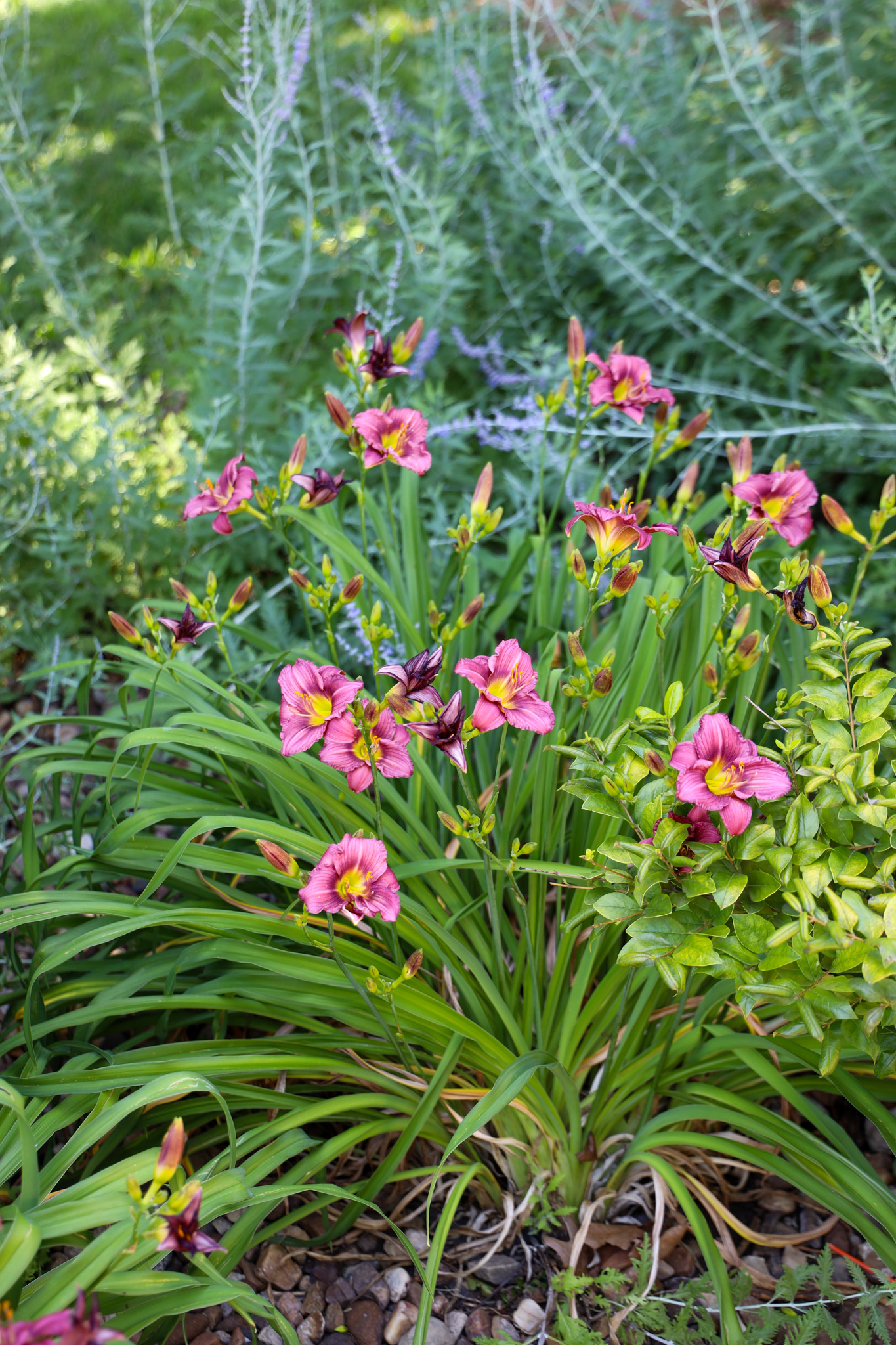 Flowers with greenery around/behind