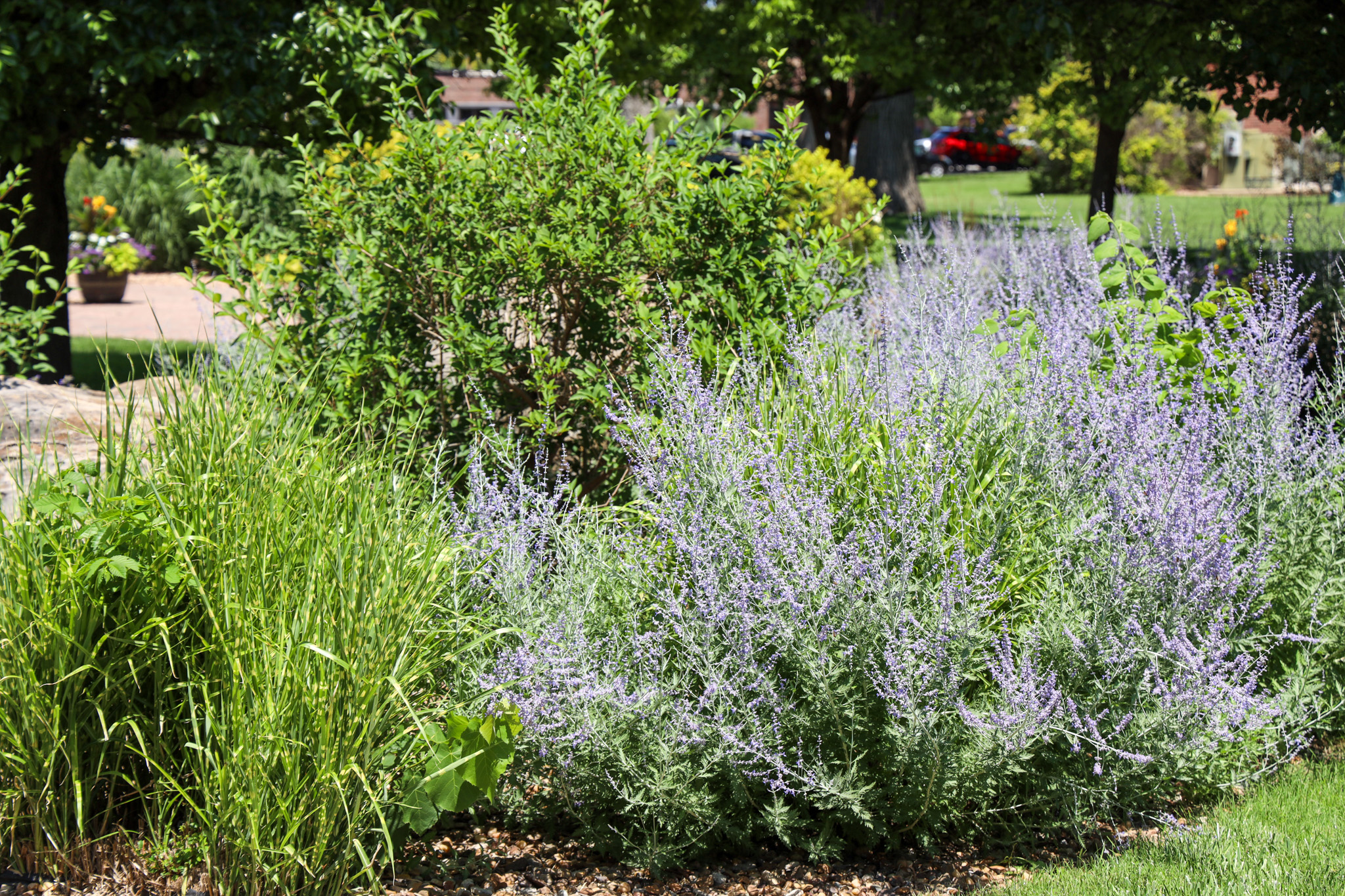 Flowering bush with greenery