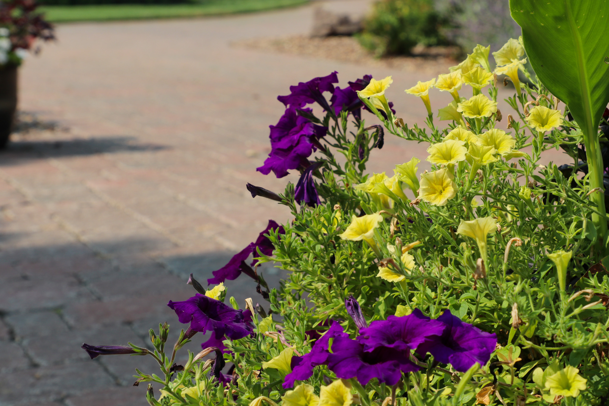 Purple and yellow flowers